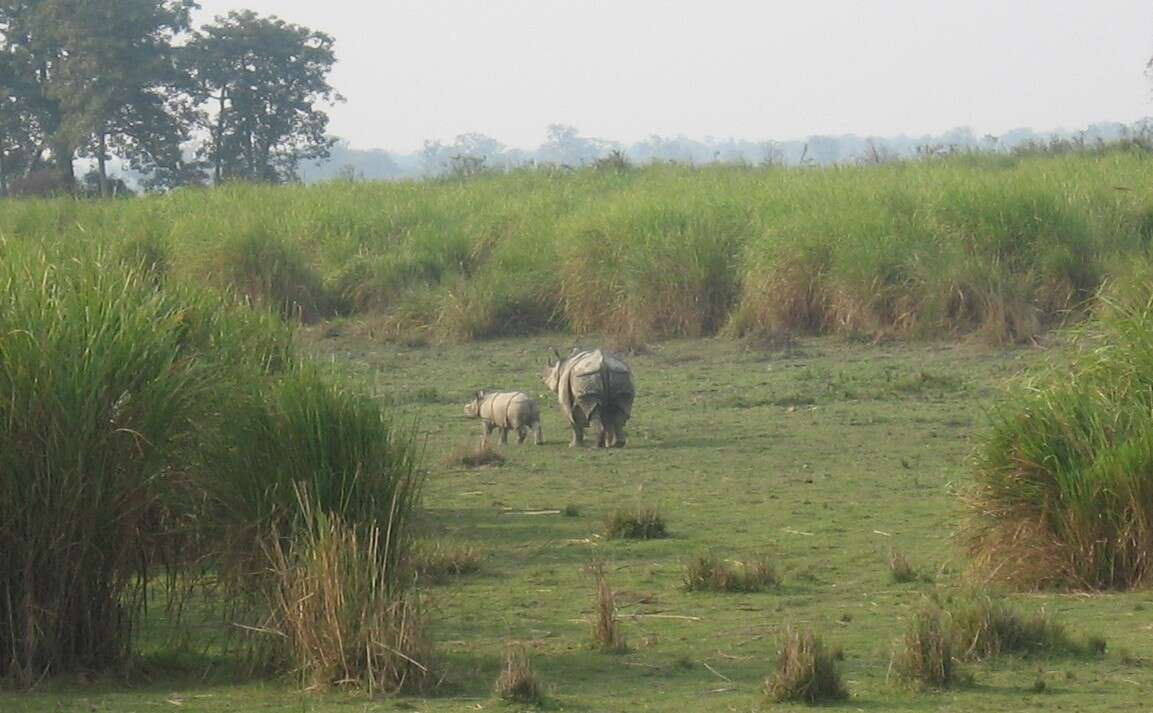 Image of Indian Rhinoceros