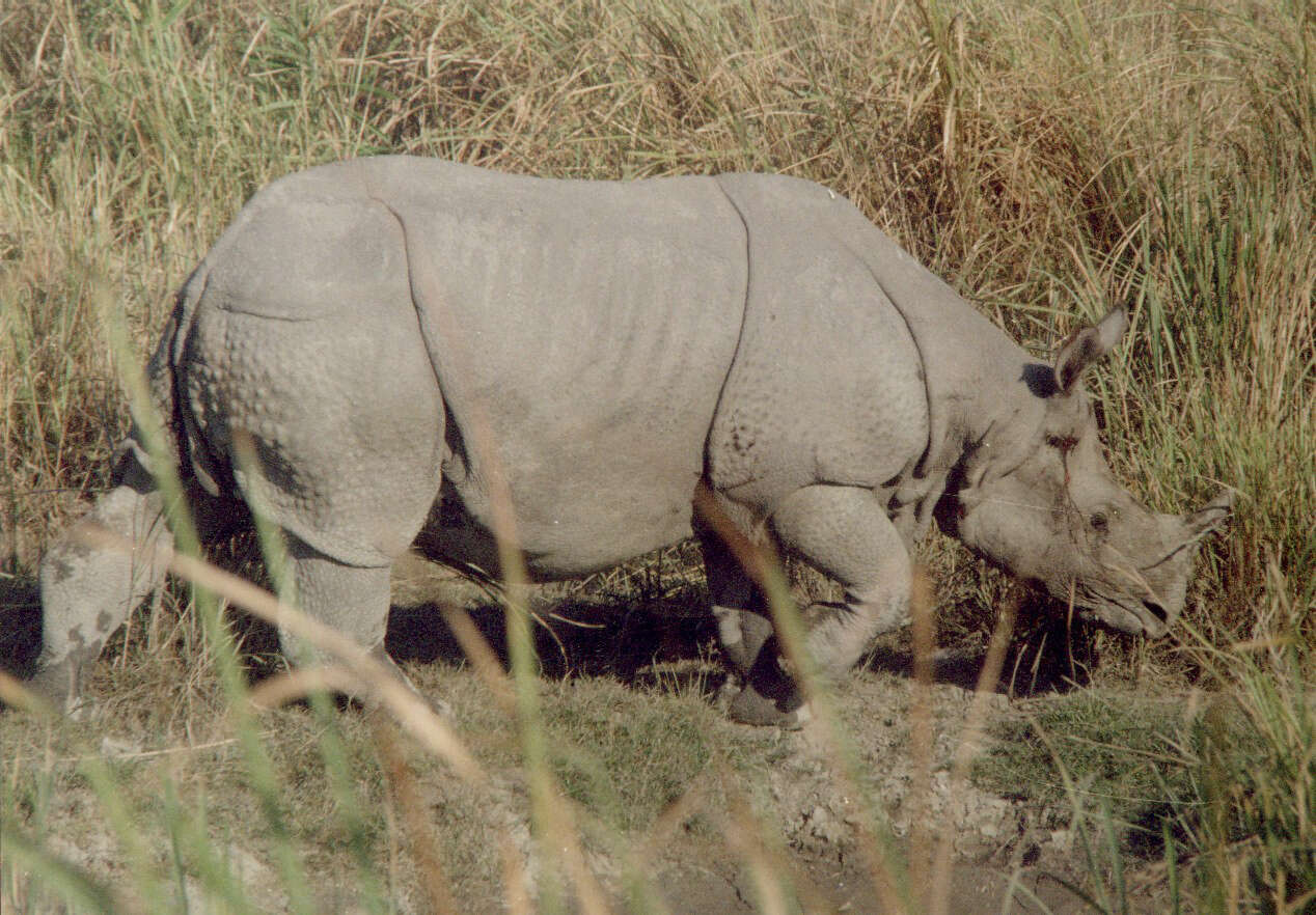 Image of Indian Rhinoceros