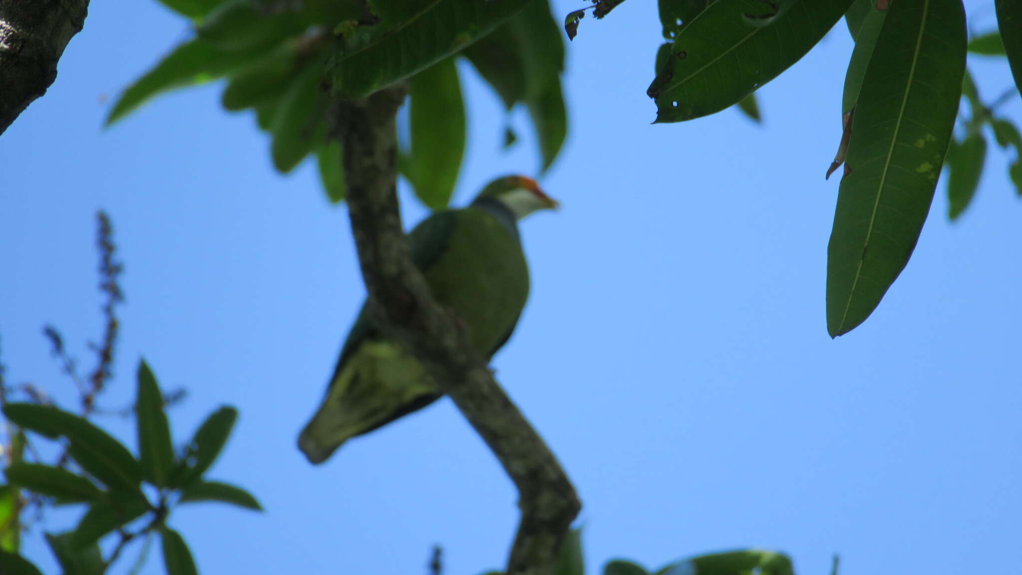 Image of Orange-fronted Fruit Dove