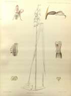 Image of Kunai orchids