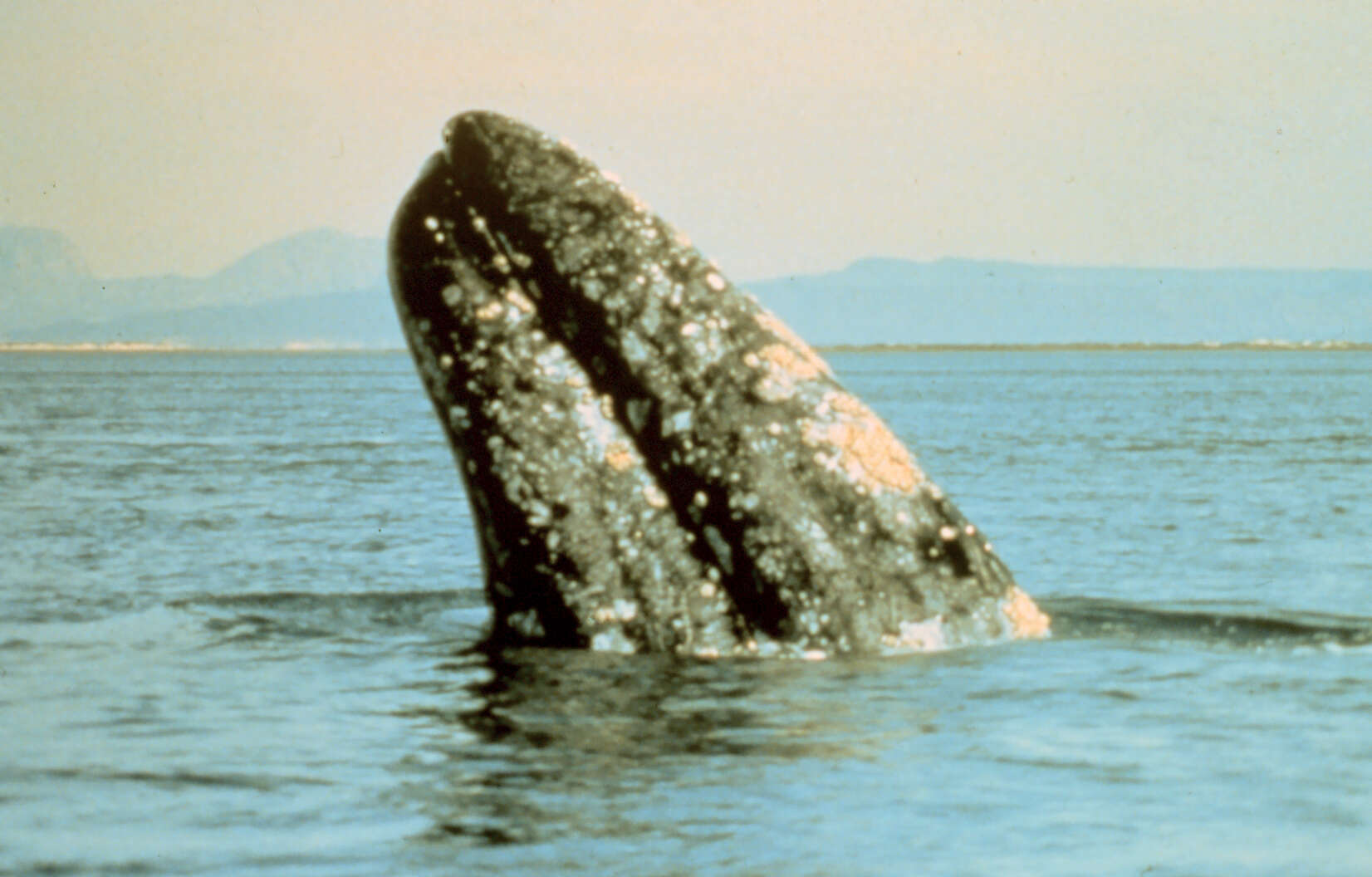 Image of gray whales