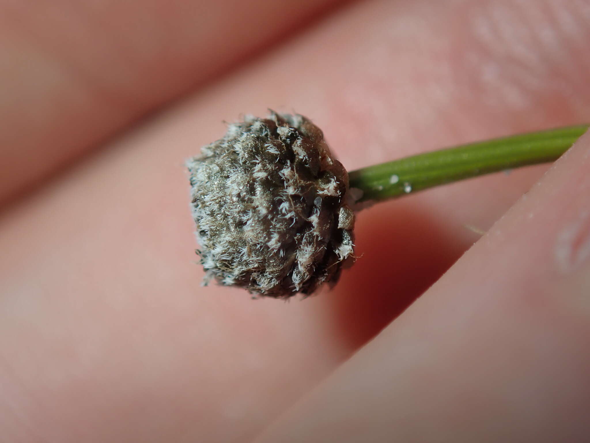 Image of rough pipewort