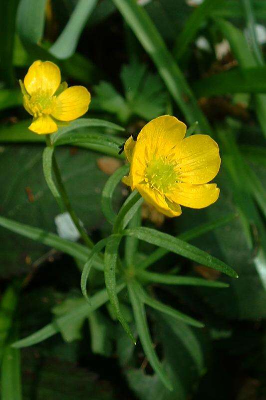 Image of Buttercup