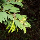 صورة Bauhinia dipetala Hemsl.