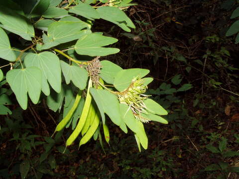 Image of Bauhinia dipetala Hemsl.