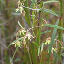 Image of Oncinema lineare (L. fil.) Bullock