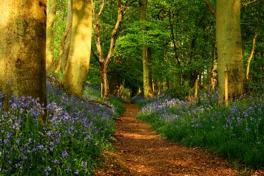 Image de jacinthe des bois