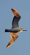 Image of Pallas's Gull