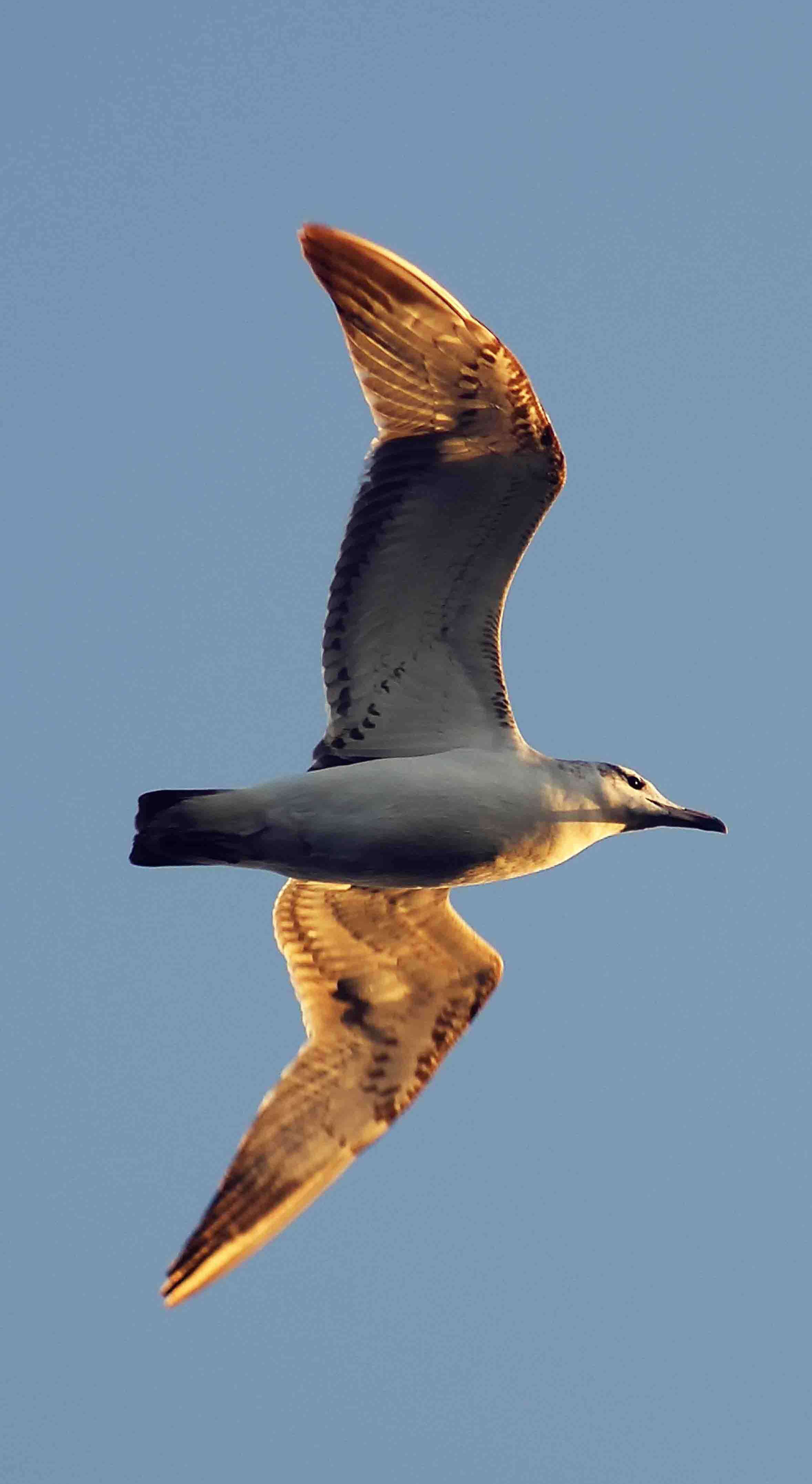 Image of Pallas's Gull