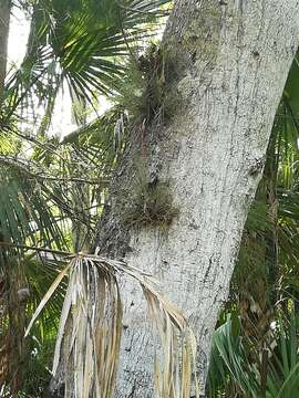 Image of Bartram's airplant