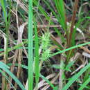 صورة Carex gigantea Rudge