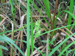 Image de Carex gigantea Rudge