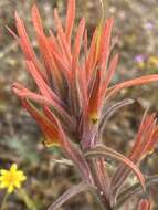 Слика од Castilleja subinclusa var. jepsonii (Bacig. & Heckard) J. M. Egger