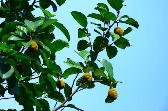 Image de Artocarpus hirsutus Lam.