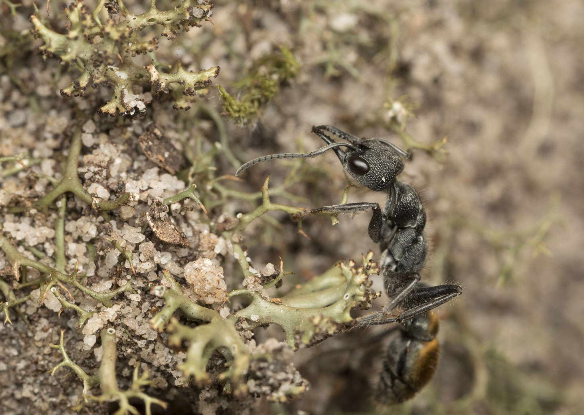 Image of Myrmecia queenslandica Forel 1915