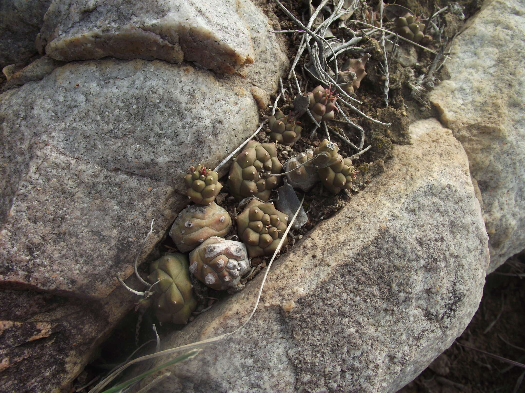 Image of Globose Euphorbia