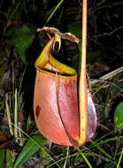 Image of Fanged pitcher plant