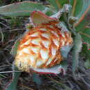 Image of Protea holosericea (Salisb. ex Knight) Rourke