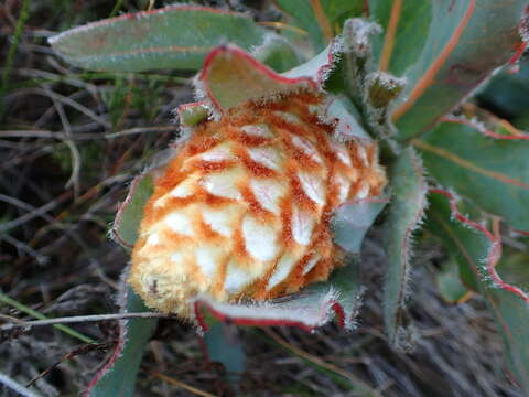 Image of Protea holosericea (Salisb. ex Knight) Rourke