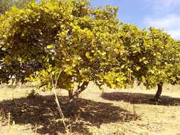 Neocarya macrophylla (Sabine) Prance ex F. White resmi