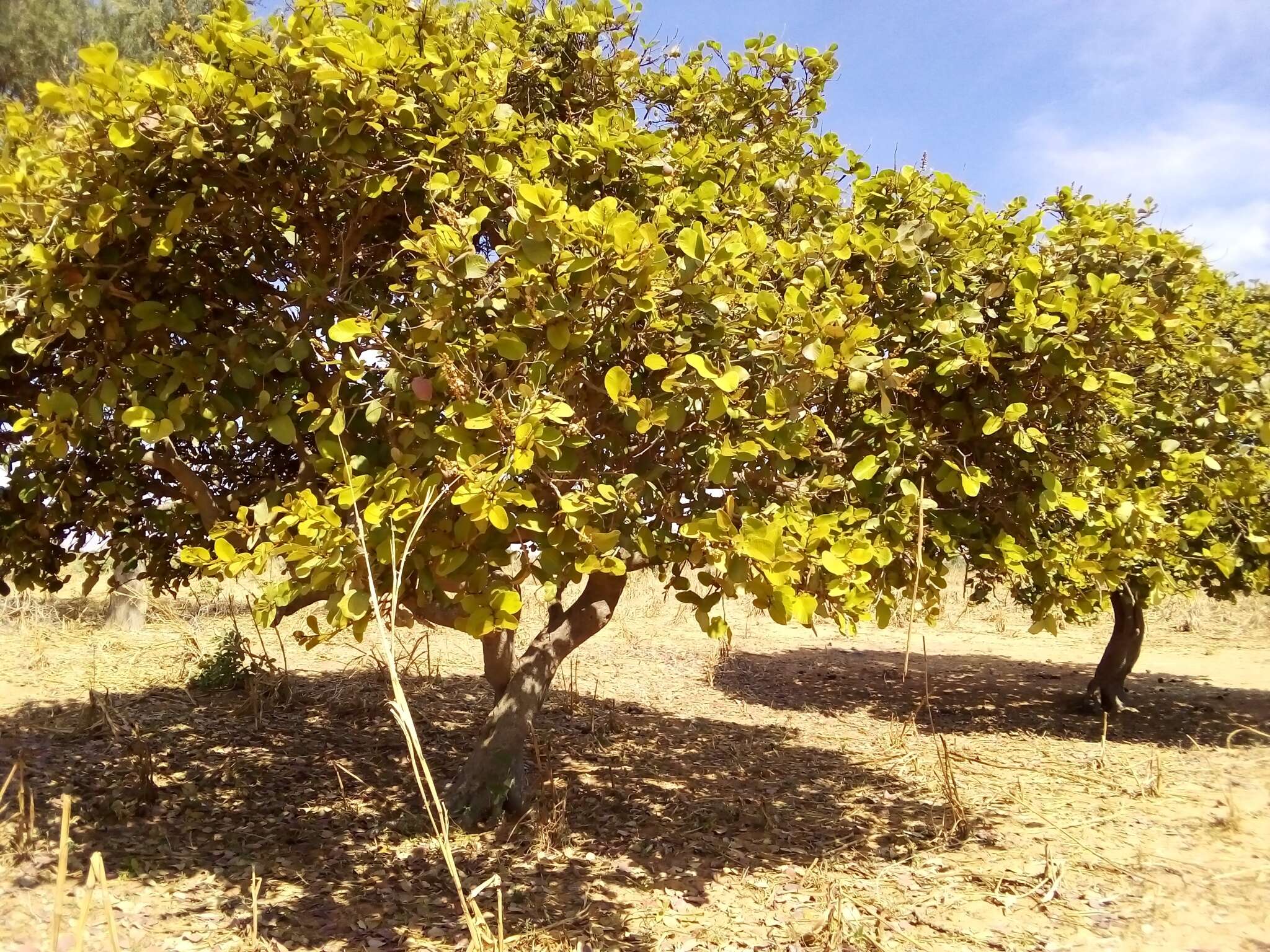 Neocarya macrophylla (Sabine) Prance ex F. White resmi