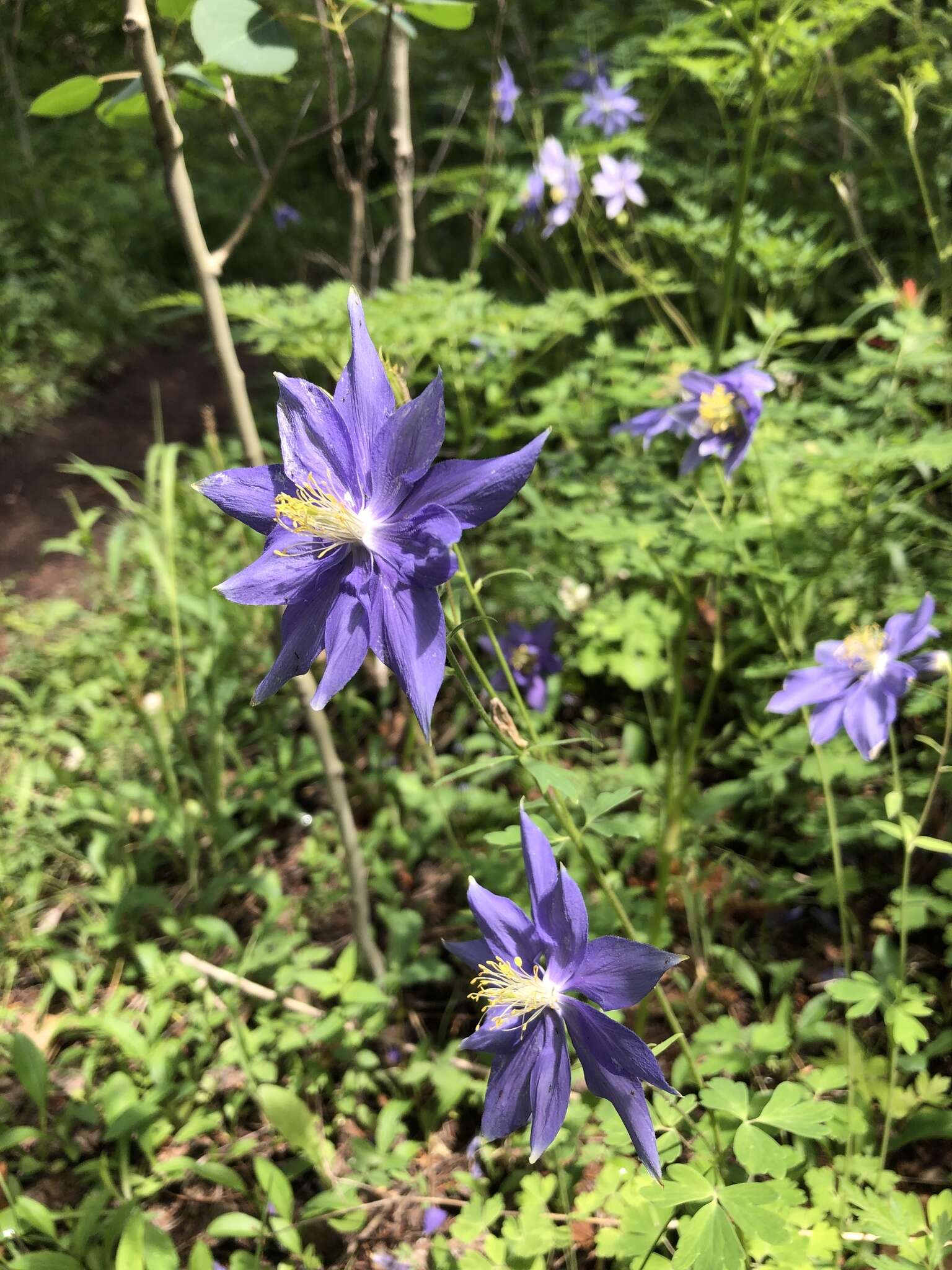 Imagem de Aquilegia coerulea var. daileyae Eastw.