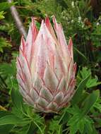 Imagem de Protea cynaroides (L.) L.