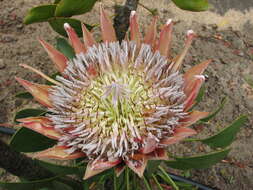 Imagem de Protea cynaroides (L.) L.