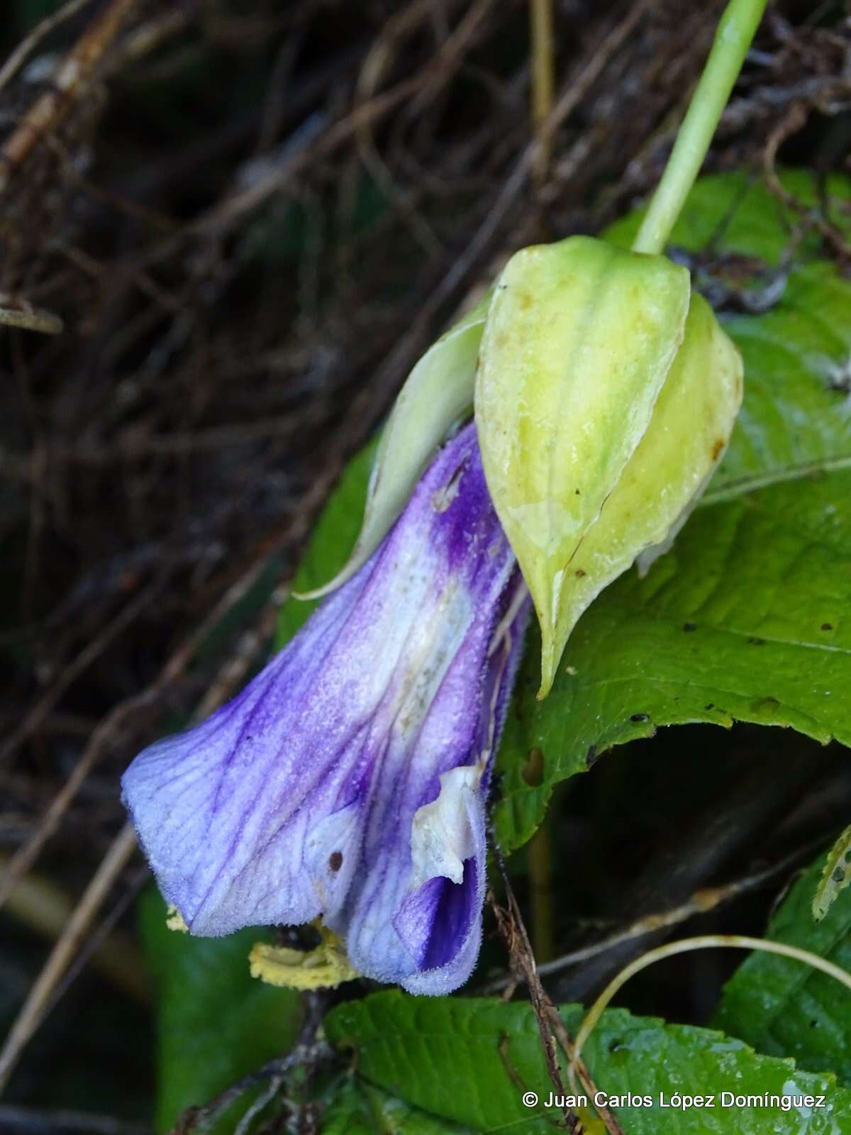 Image of Cobaea paneroi L. A. Prather