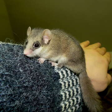 Image of dormice and hazel mice