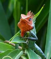 Image of Common green forest lizard