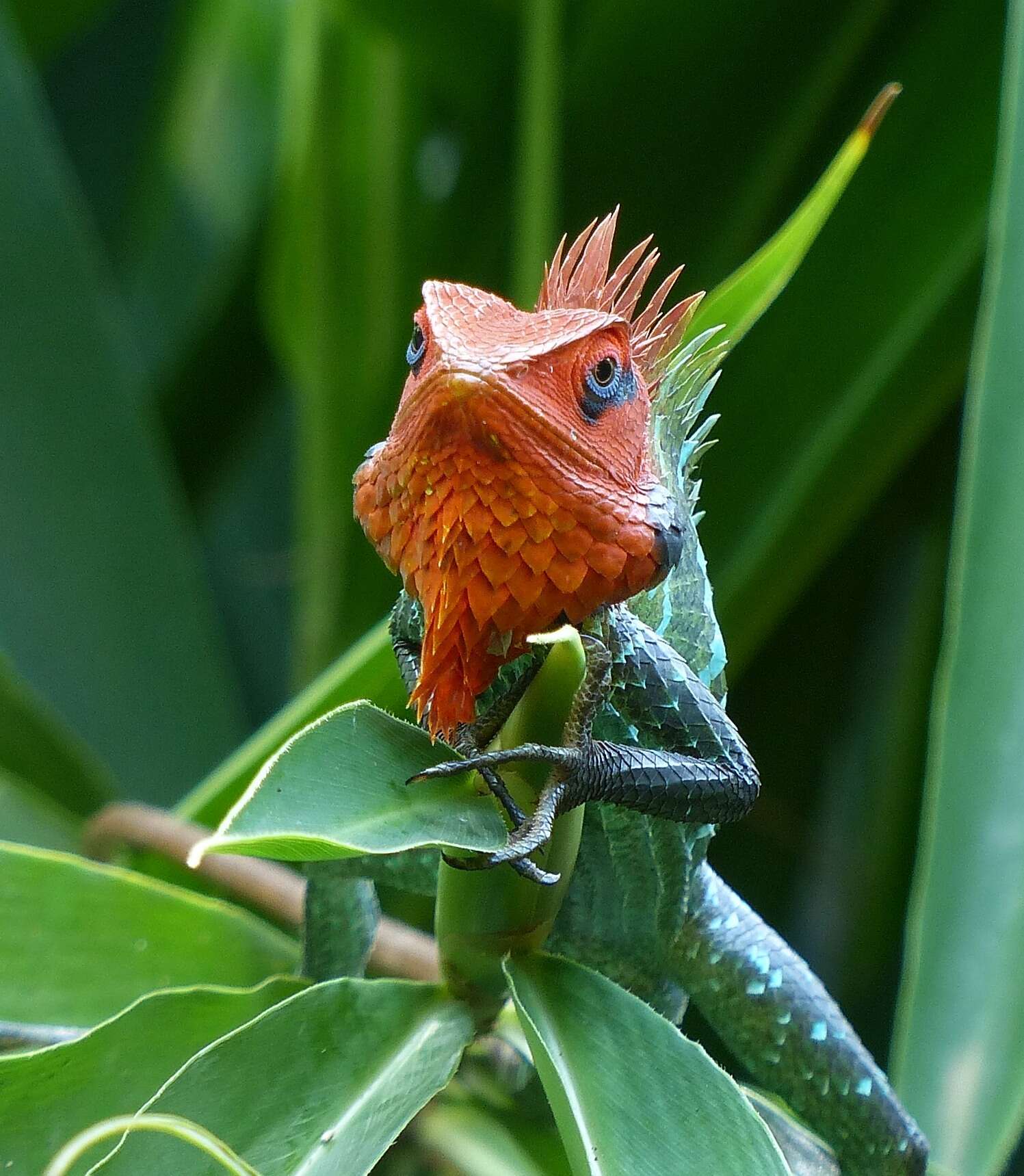 Image of Common green forest lizard