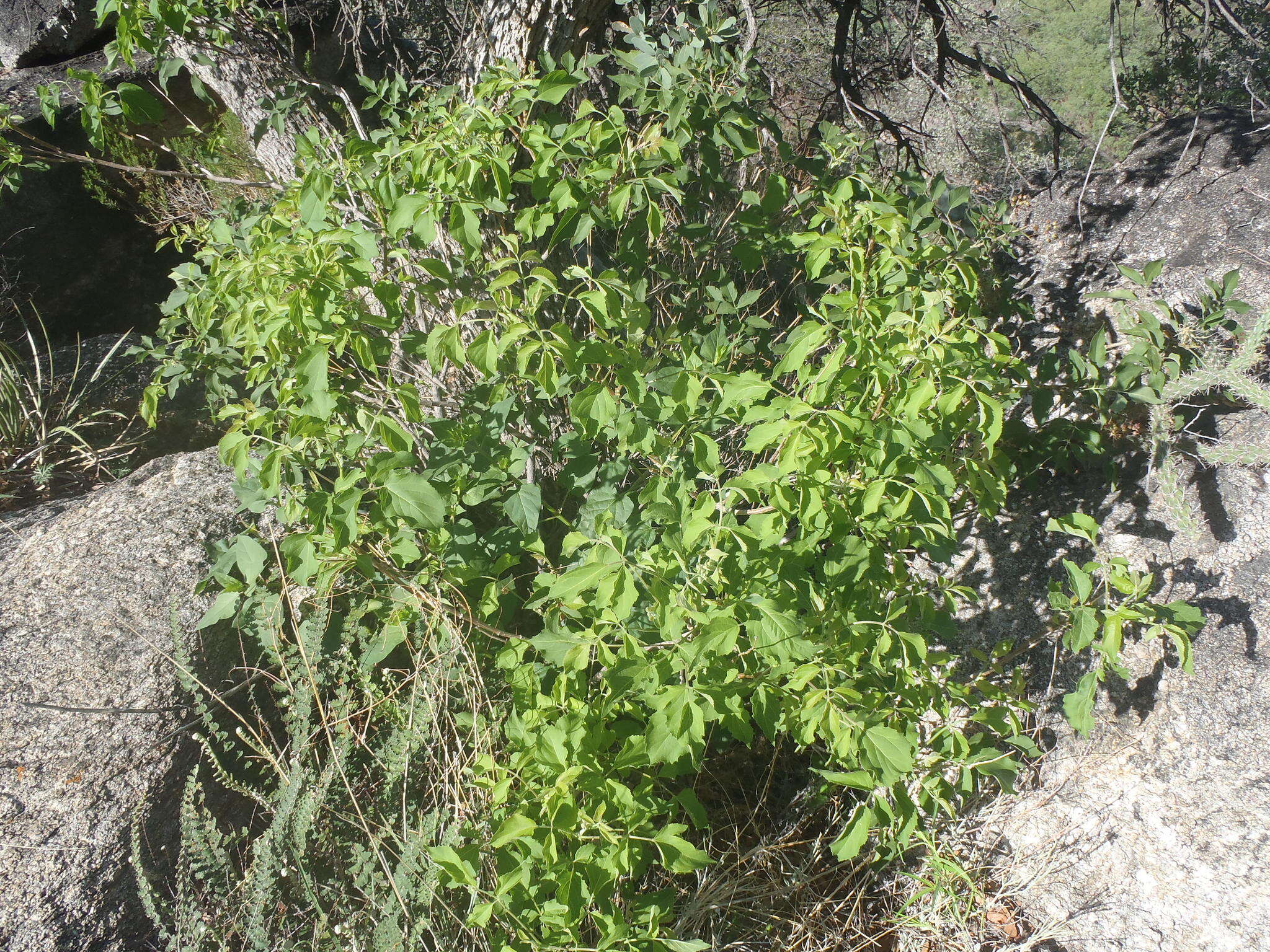 Image de Aralia humilis Cav.