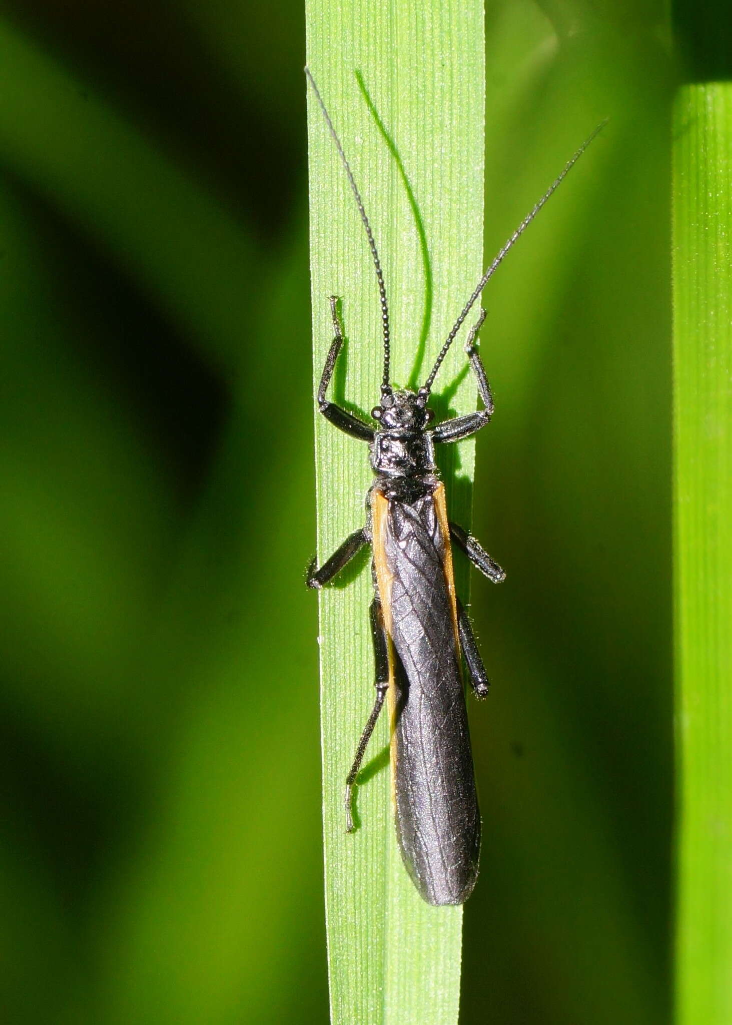 Image of Acruroperla atra (Šámal 1921)