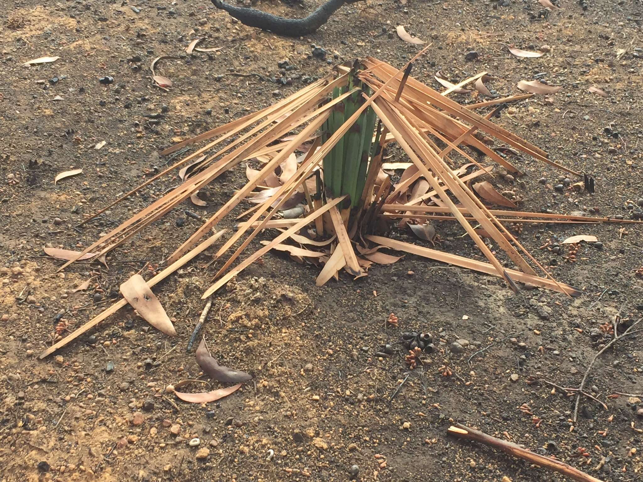 Image of Xanthorrhoea semiplana subsp. tateana (F. Muell.) D. J. Bedford