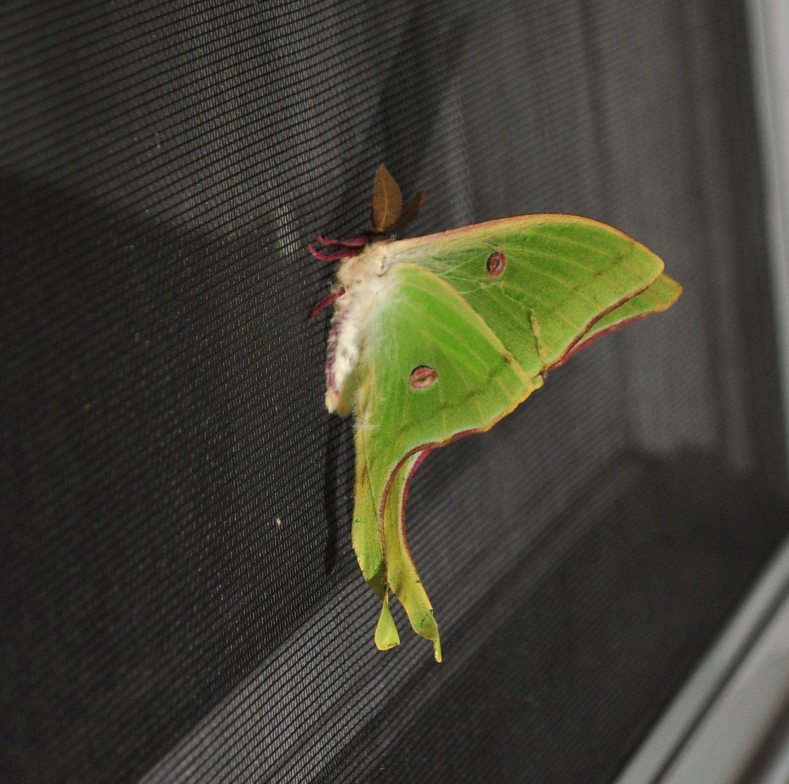 Image of Luna Moth