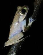 Image of Madagascar Bright-eyed Frog