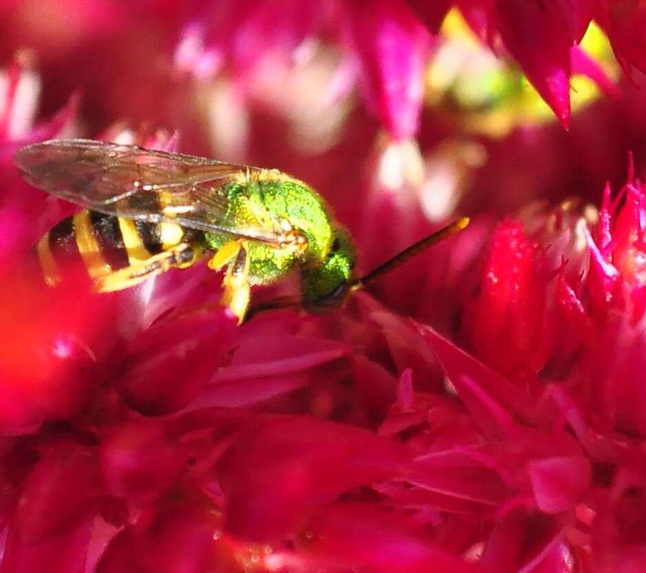 Image of Metallic Green Bees