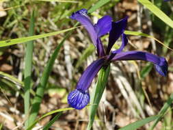 Image of Iris sintenisii Janka