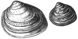 Image of Greenland cockle