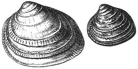 Image of Greenland cockle