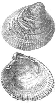 Image of Laevicardium Swainson 1840