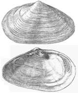 Image of Soft shelled clam