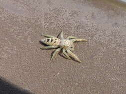 Image of White-Jawed Jumping Spider