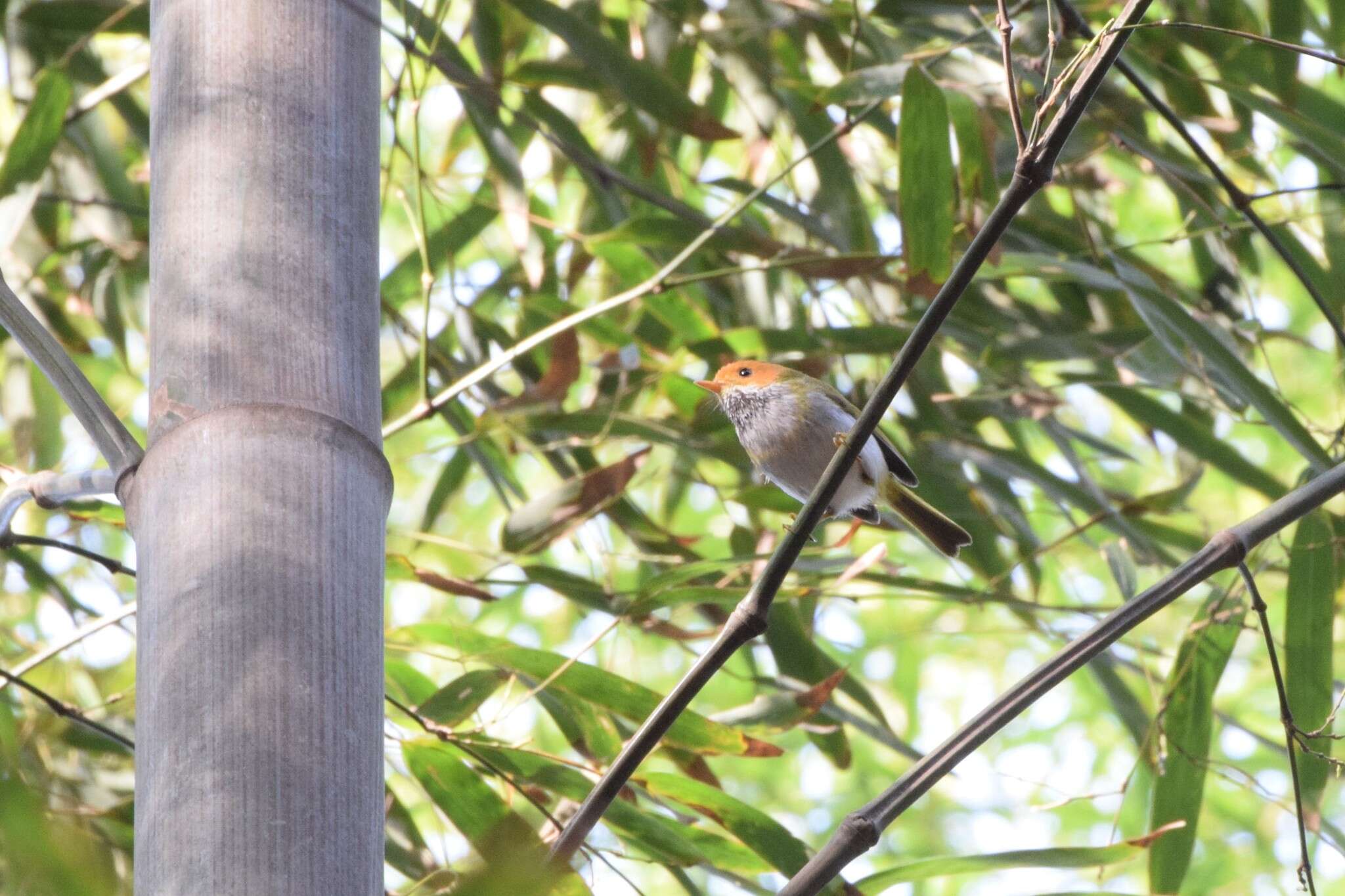 Image of Rufous-faced Warbler