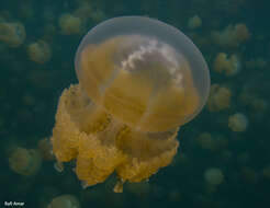 Image of jellyfish