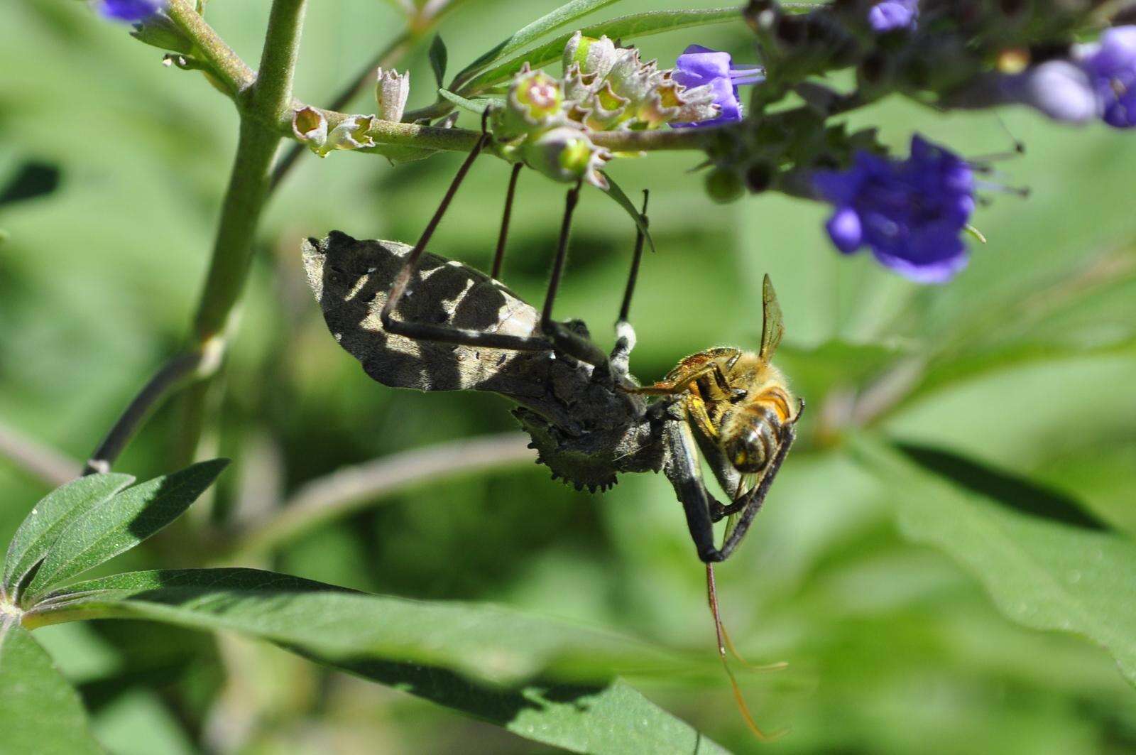 Plancia ëd Arilus cristatus (Linnaeus 1763)