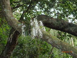 Image of Mystacidium capense (L. fil.) Schltr.