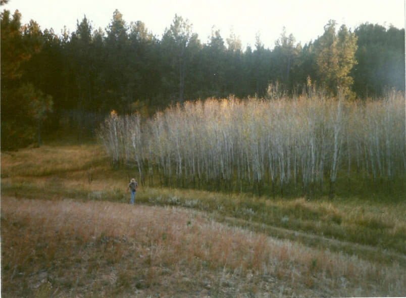 Image of Common Aspen