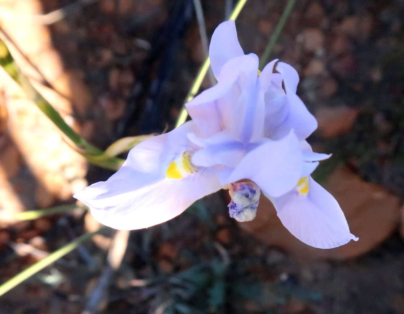 Image of blue-tulip